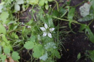 Nigella damascena (1200 x 801)5